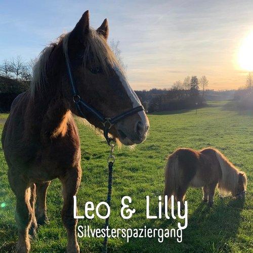 Leo! ❤️
Leo ist vor kurzem auf unserem Hof eingezogen und ein wunderbarer Noriker der so liebevoll ist, Kinder und...